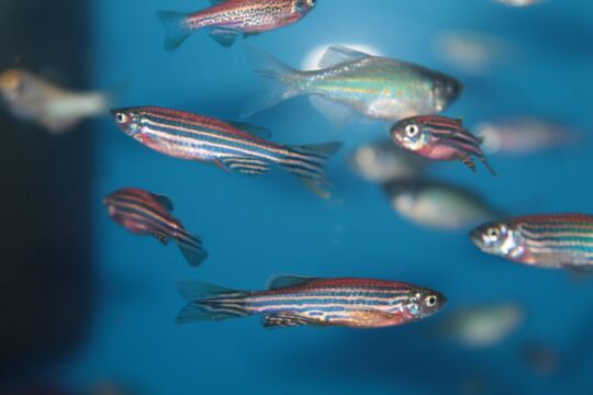 چرا دانشمندان در آزمایشات زیستی و سم شناسی از ماهی زبرافیش استفاده میکنند؟
